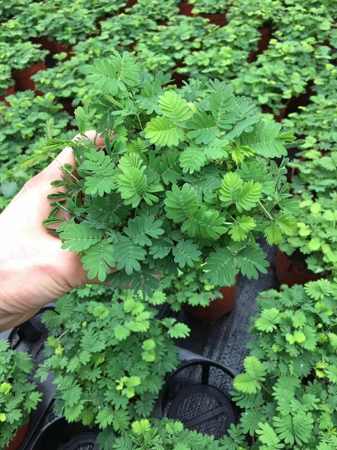  绿植盆栽 含羞草基地直发价