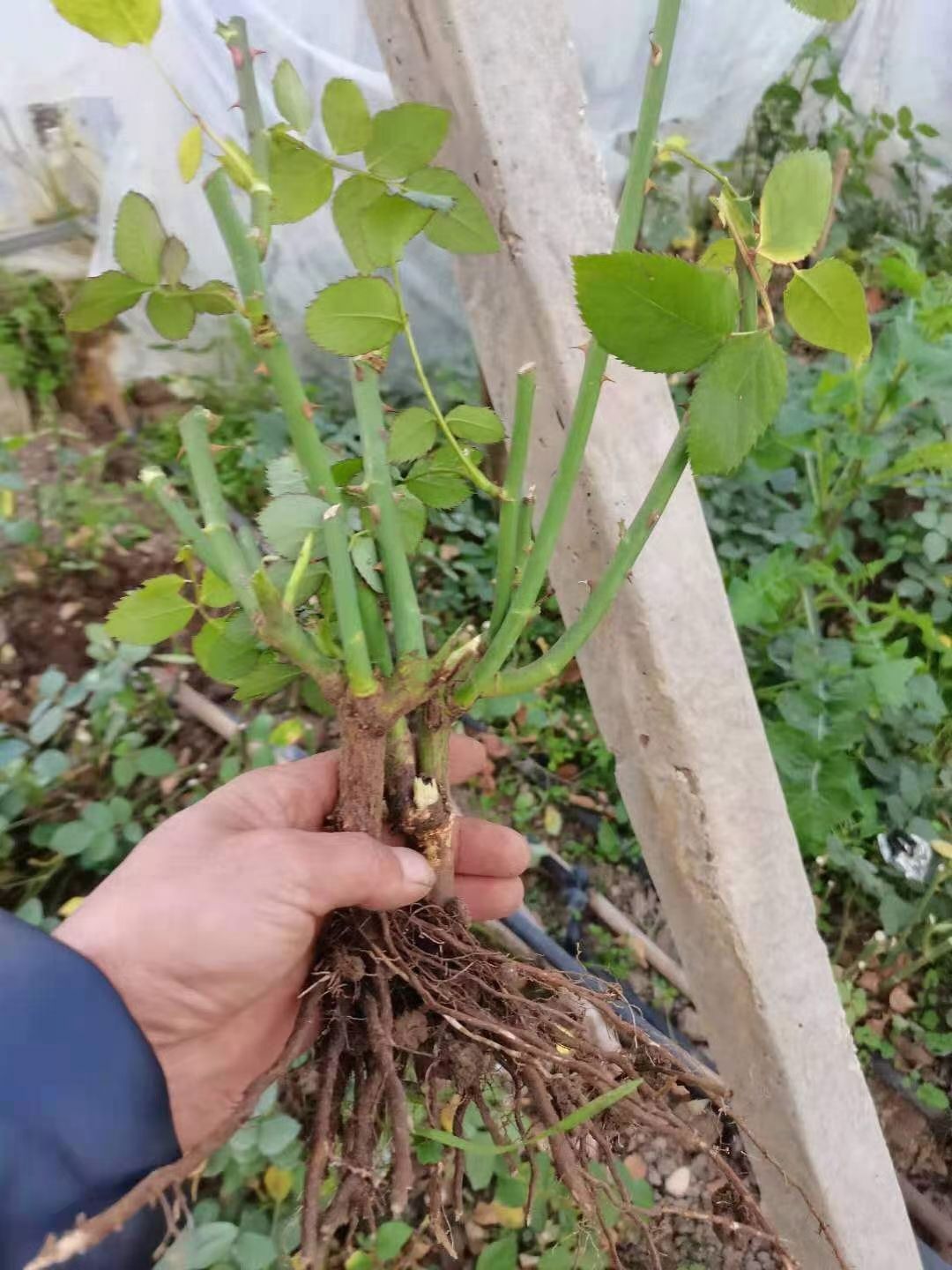 大花月季苗批发