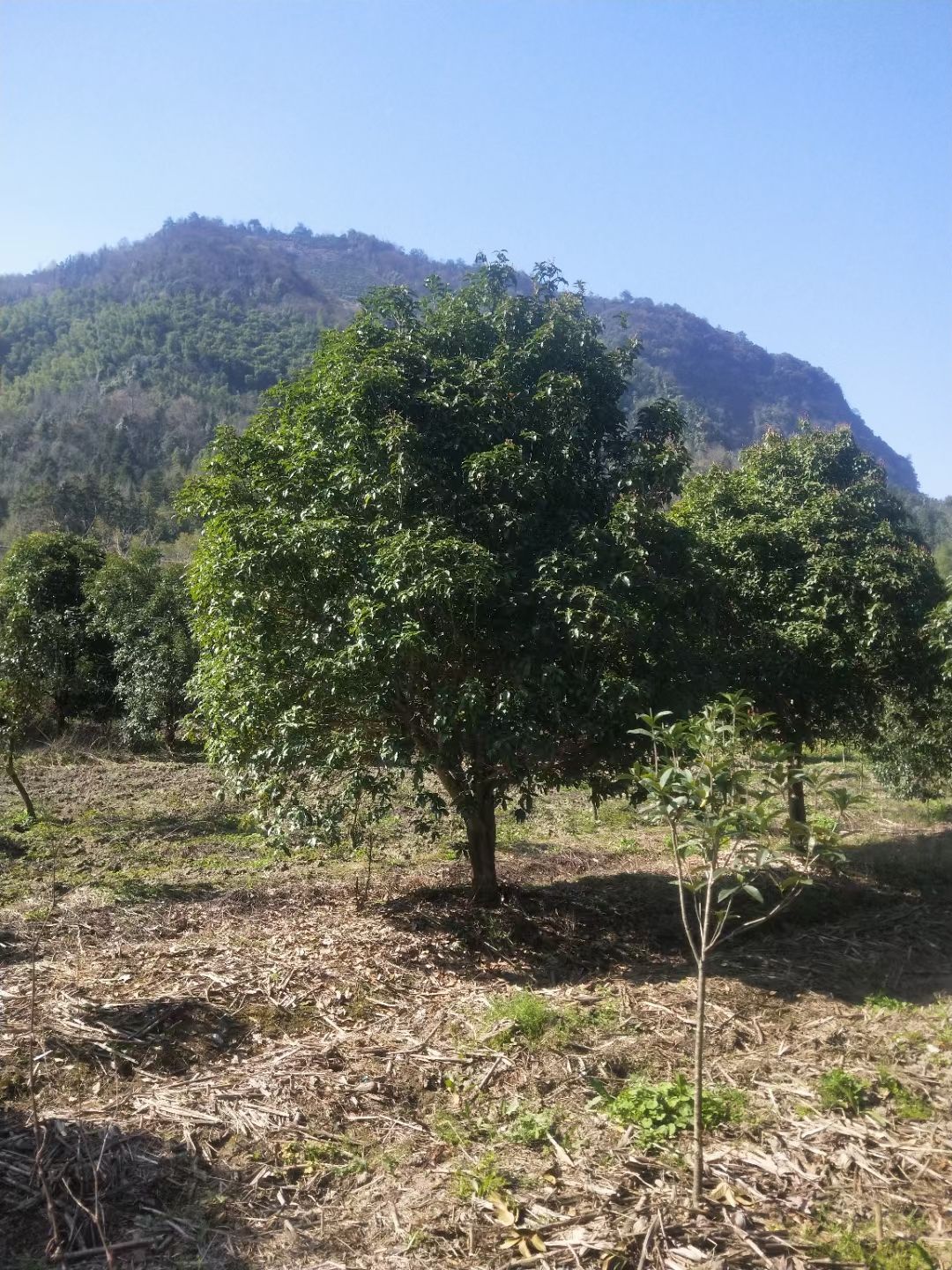 桂花供应，金桂四季桂等，冠幅饱满，无病虫害