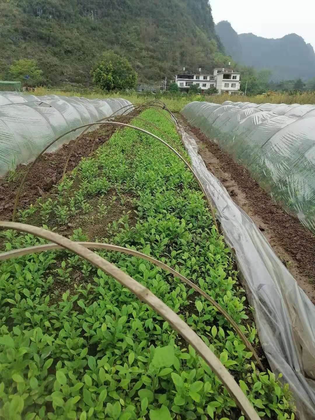 青柠檬苗  柠檬苗，土柠檬小叶红芽品种