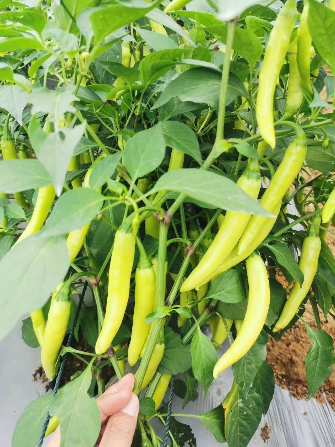 小白鸽白皮辣椒种 早中熟 辣味香浓 抗病抗逆行强