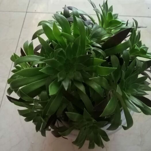滦南县多肉植物