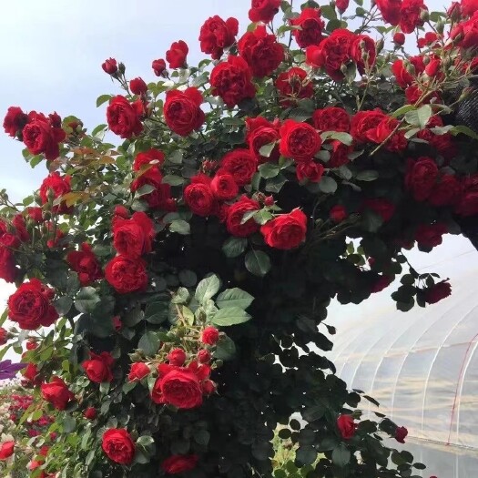 沭阳县木香花  种植基地批发红木香黄木香白木香四季木香品种纯质量好