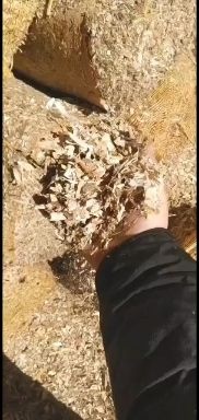 玉米秸秆 另有1000多顿的黄褚
