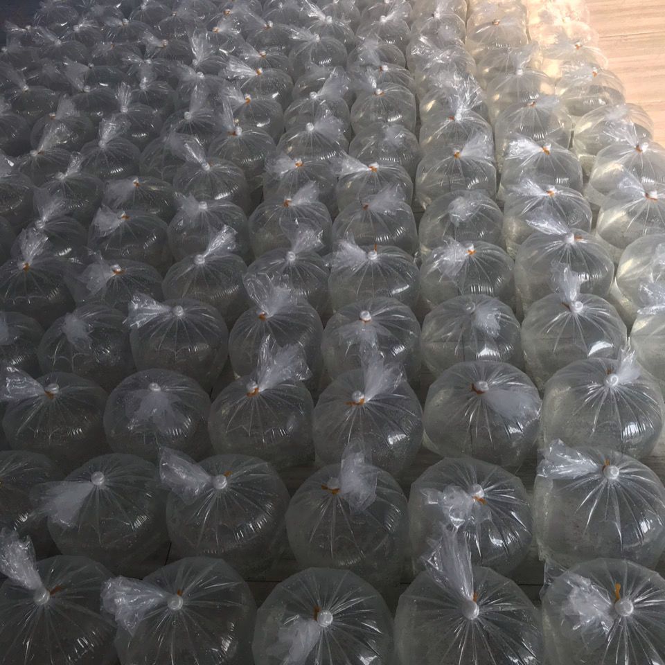 南美白对虾苗基围虾苗对虾苗一代苗高抗淡化苗免费提供技术指导