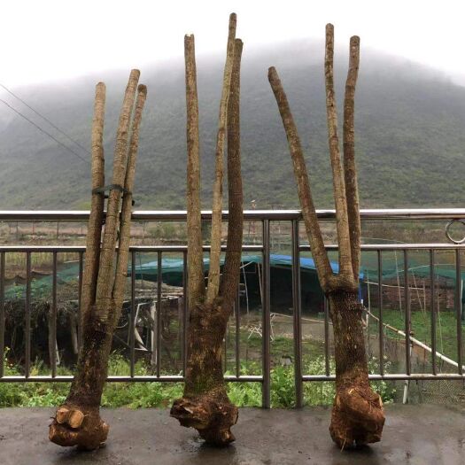 连南县幸福树盆栽  幸福树晃伞枫基地大量出货
