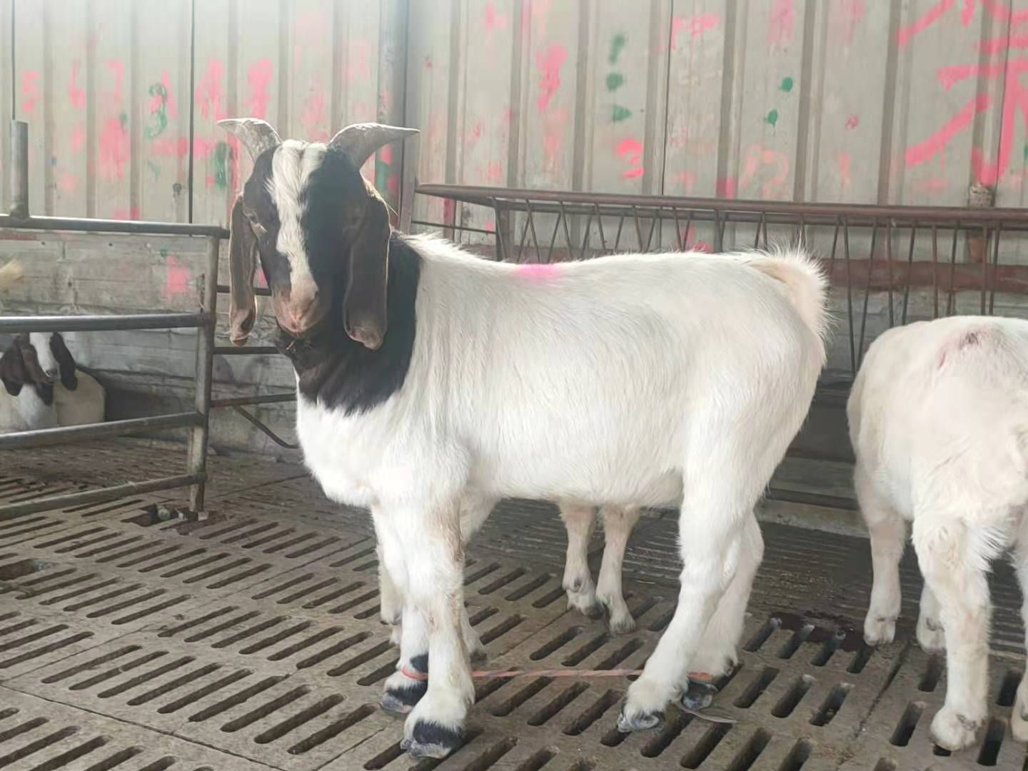 山羊  小羔羊怀孕母羊种公羊出售