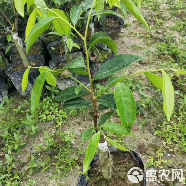 沉香苗  沉香树苗绿奇楠嫁接苗盆栽植物产地直销带营养杯发货