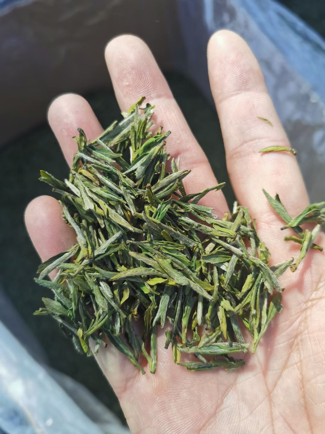 黄芽茶  霍山黄牙茶，明前茶，产地直销