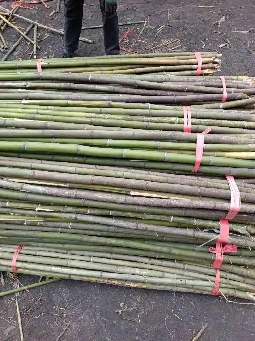 竹竿，菜架竹，金竹，竹子，产地直销，短节肉厚，坚韧耐用