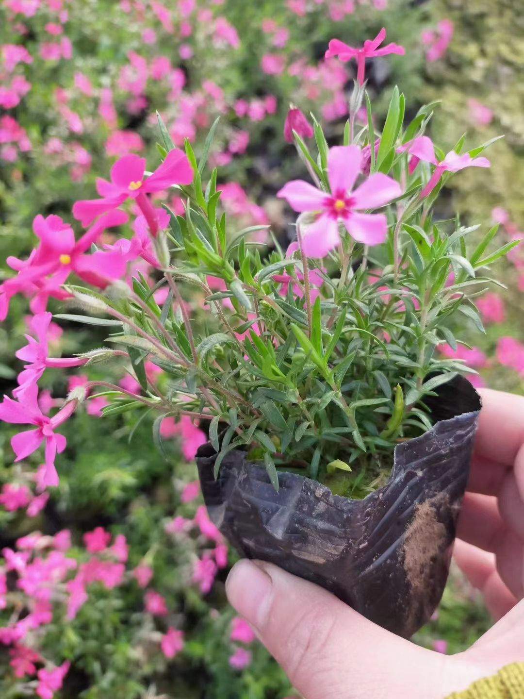  花海，从生福禄考