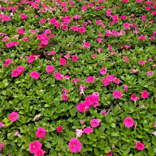 武汉地被石竹  批发武汉周边各类草花品种齐全花叶饱满量大从优送货上门