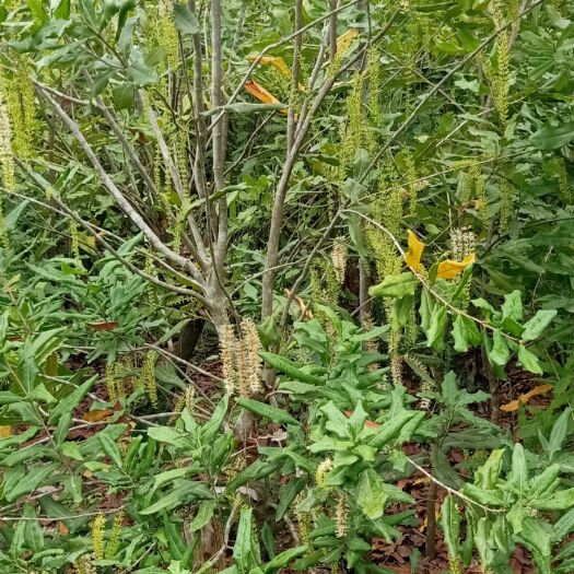 灵山县澳洲坚果树苗夏威夷果苗嫁接苗原装苗合适门前庭院种植南北方种植
