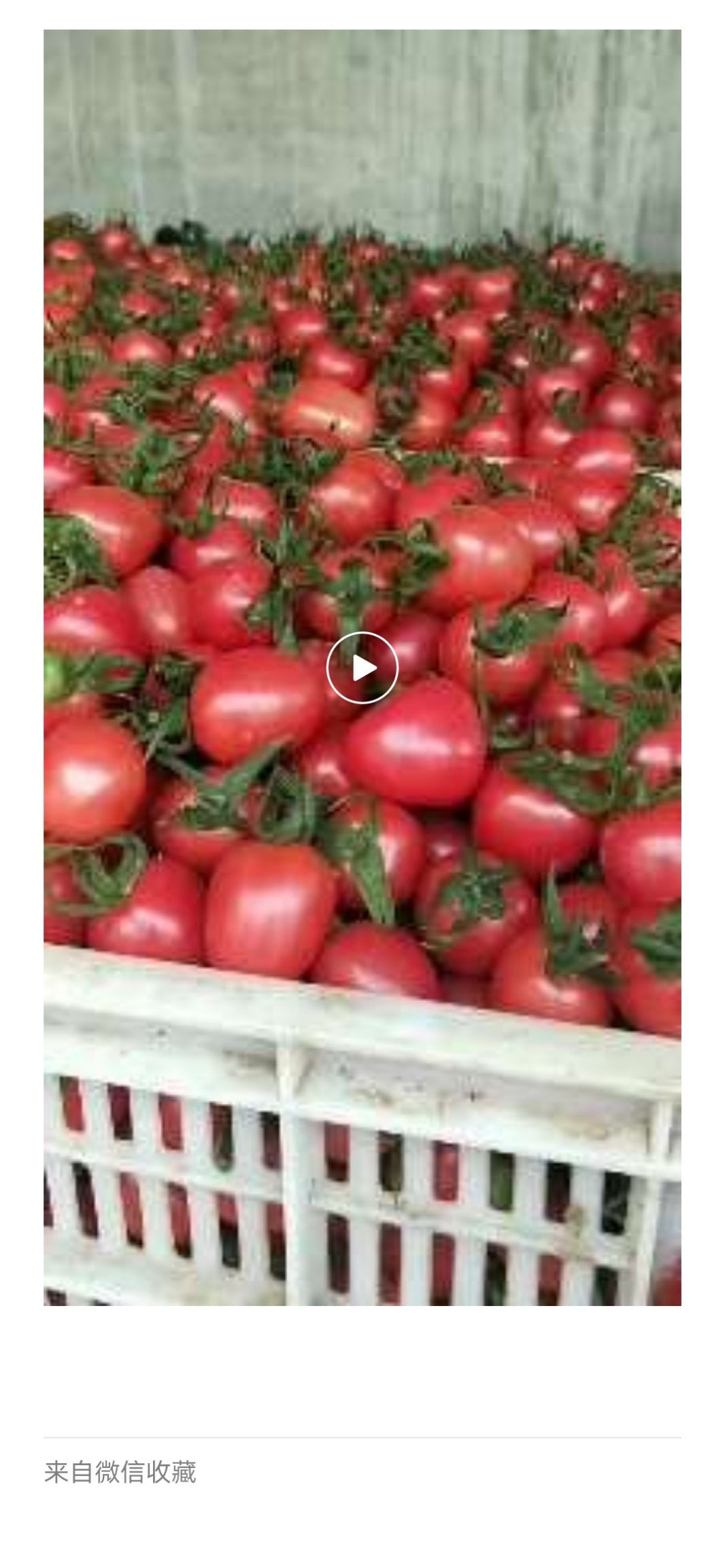 千禧圣女果 圣女果