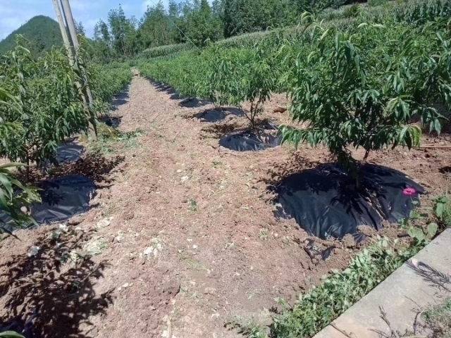 德州防草布除草布抗老化果园果树遮草盖草布农用园艺地布耐用透气保湿