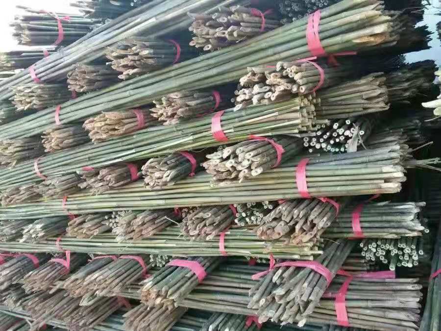 竹竿，菜架竹，金竹，竹子，产地直销，短节肉厚，坚韧耐用