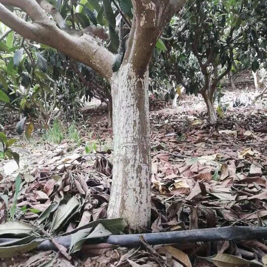 澄江市茂木枇杷树苗 实生苗 