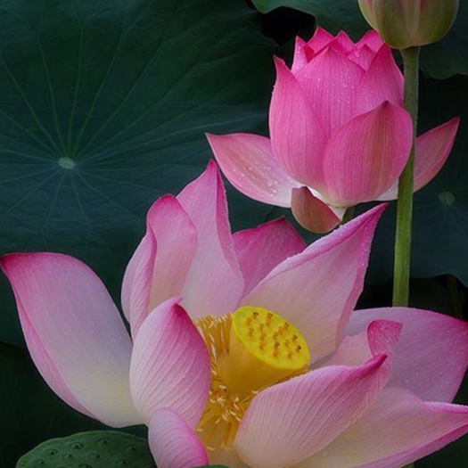 安新县睡莲  荷花苗