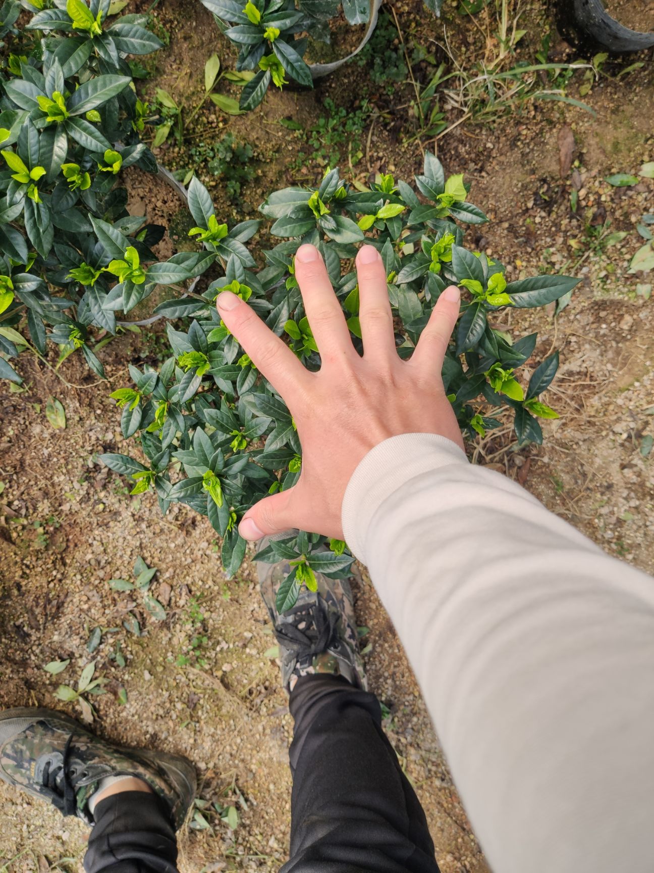栀子花  小叶栀子花  带花苞