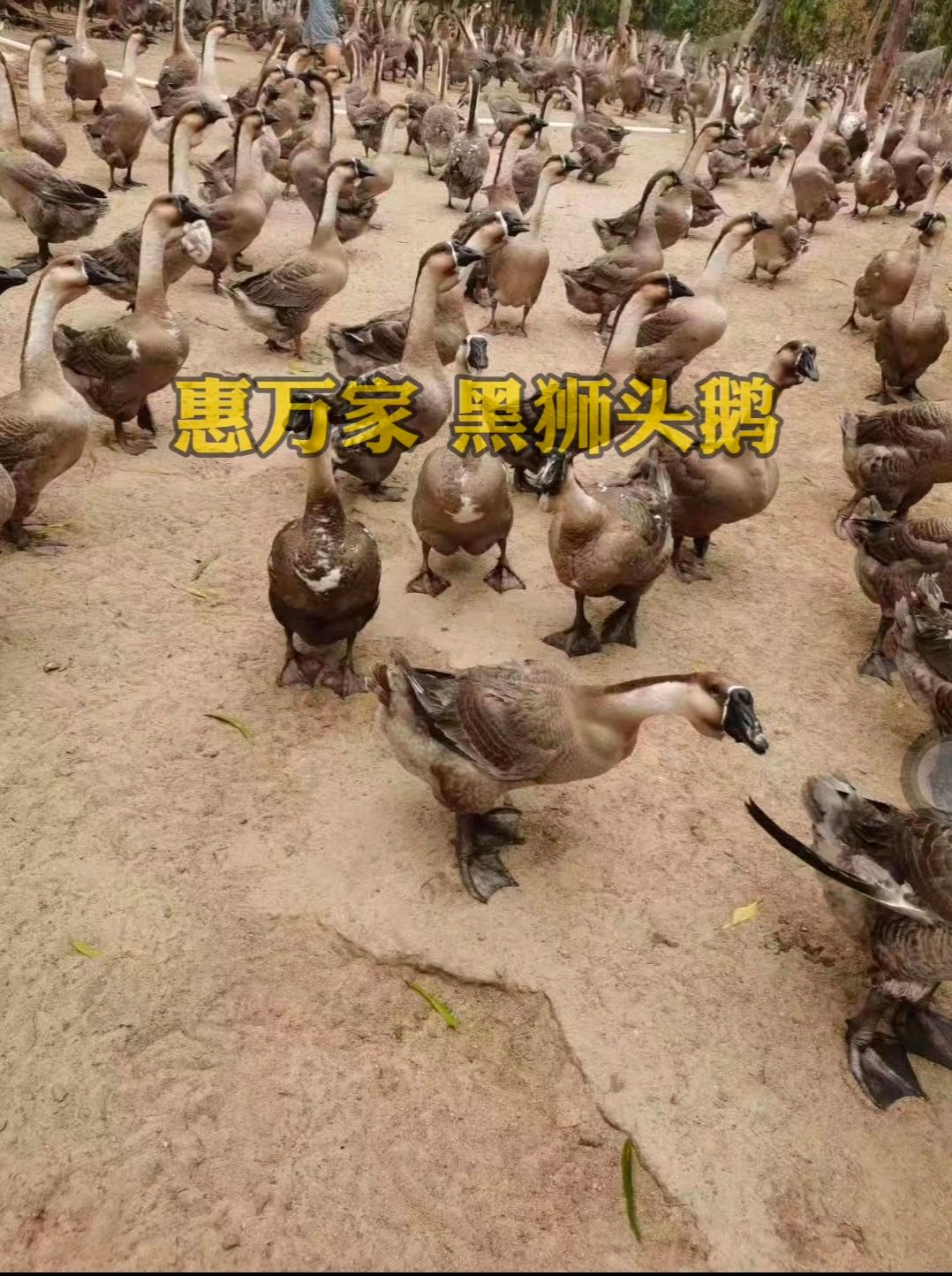 合浦黑狮头鹅苗 大种鹅苗 黑脚狮头鹅苗 包打疫苗，包运输存活