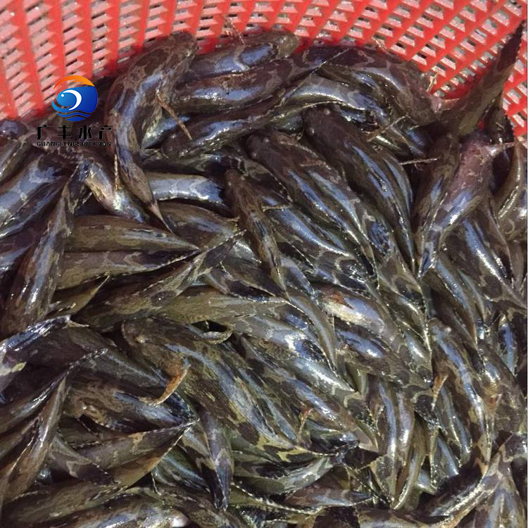 笋壳鱼苗 杂交笋壳鱼苗 泰国笋壳鱼苗