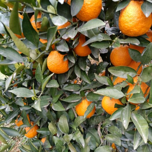 石棉县春天里的黄果柑多汁化渣经久耐运！柑橘之珍品。酸酸甜甜黄果柑。