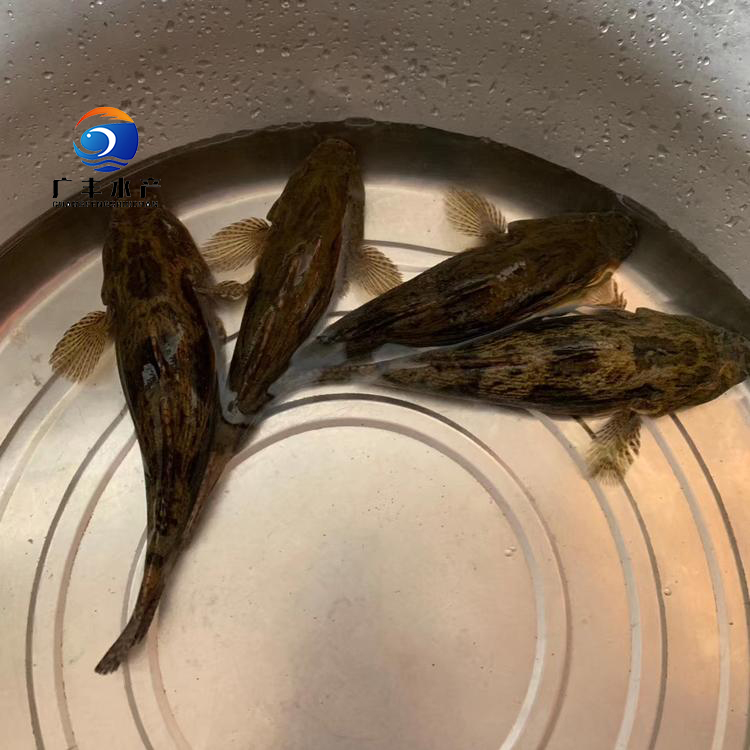 笋壳鱼苗 杂交笋壳鱼苗 泰国笋壳鱼苗