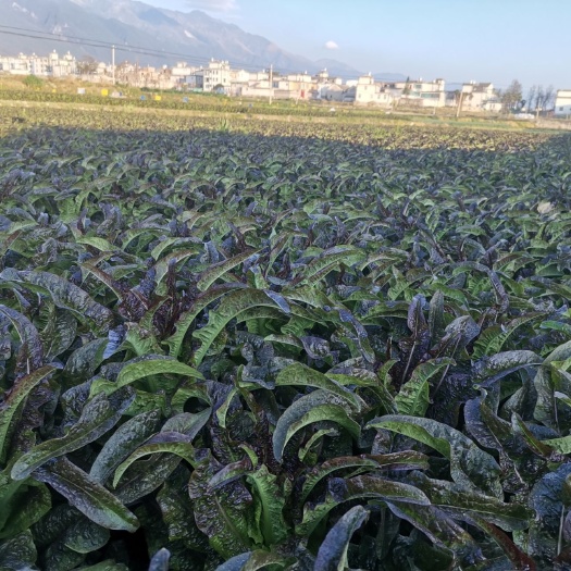 大理市红叶莴笋  老菜农一手货源绿皮绿心不开花50公分以上1.5斤