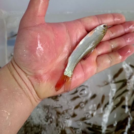 南宁麦鲮鱼苗，品种优良，生长速度快