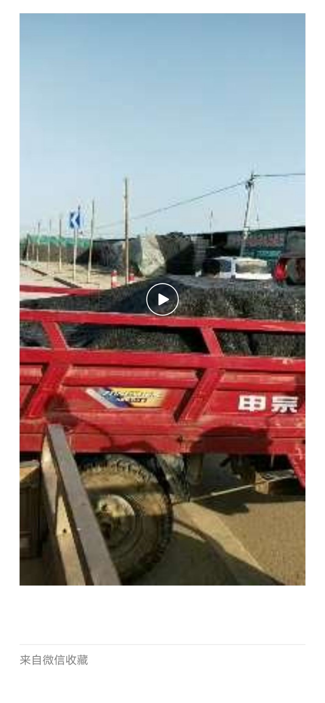 千禧圣女果 圣女果