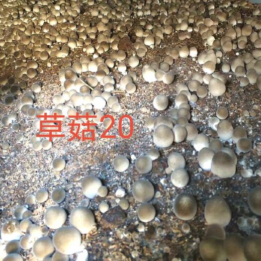德州草菇菌种  草菇各级菌种，新法栽培技术