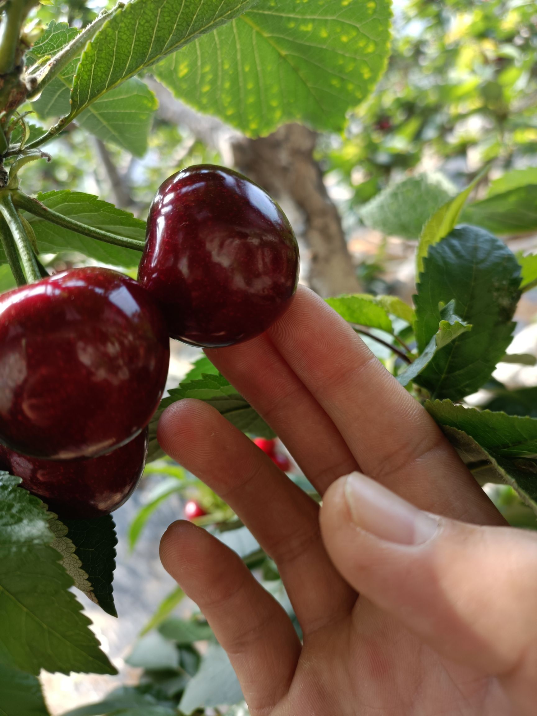 美早樱桃 自己的园子，货源充足，可批发可零售，价钱美丽！