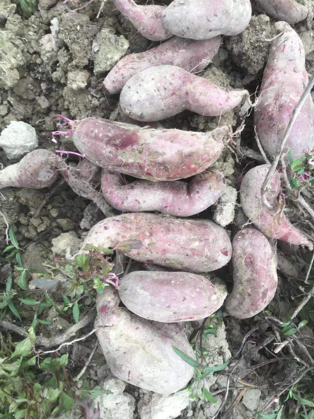 紫罗兰紫薯  二代小花叶，徐紫8，桂京八号，商品薯，量大从优