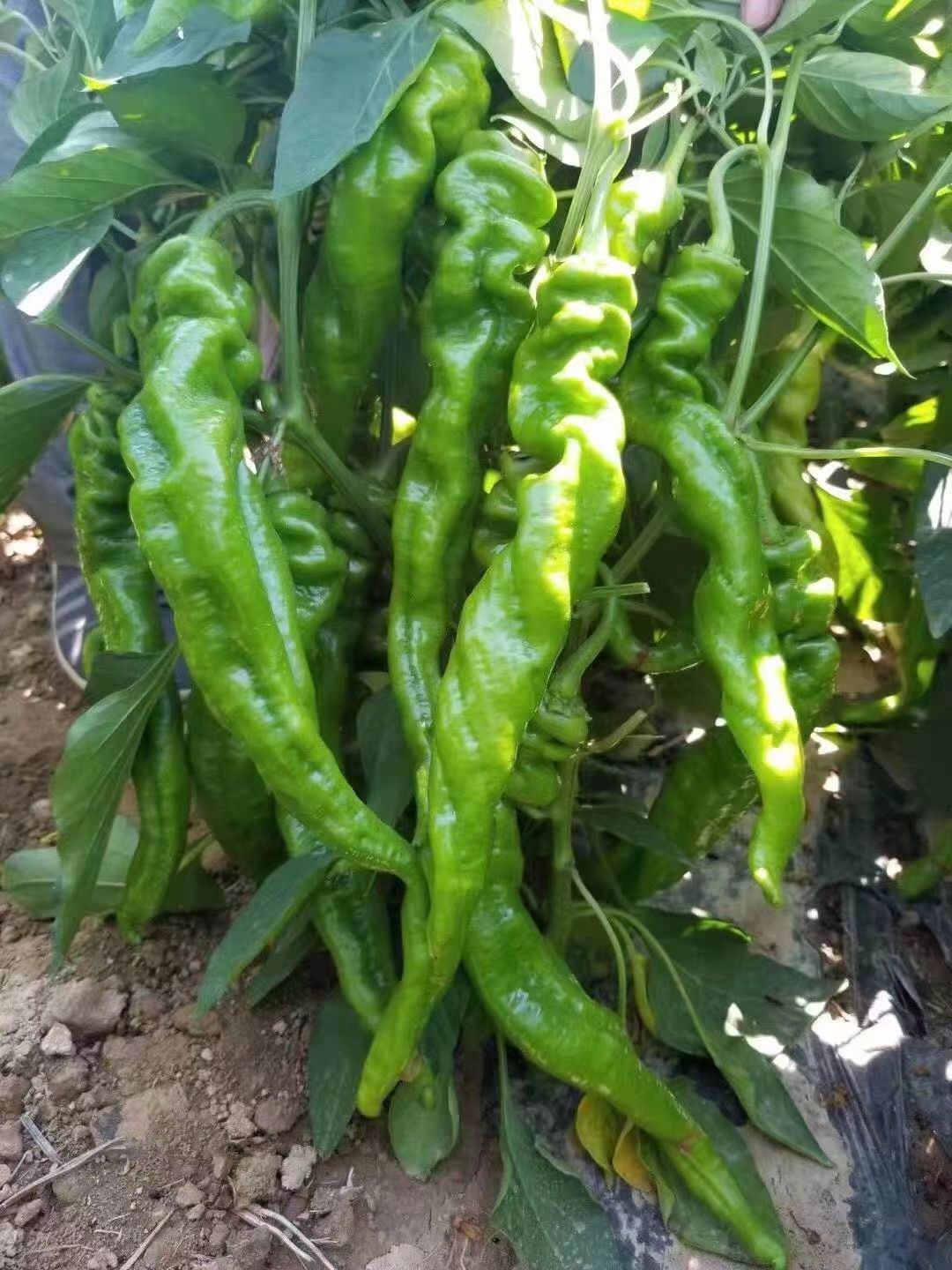 螺丝椒  一级货 刚刚大上市，要货的滴滴我