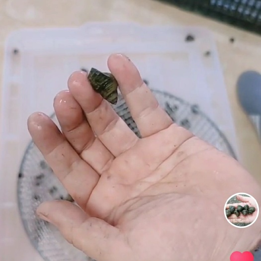 柳州石螺  优质  178**7789**7168