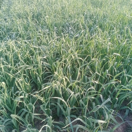 沛县绿帽蒜苔 江苏省徐州市沛县 40~50cm 