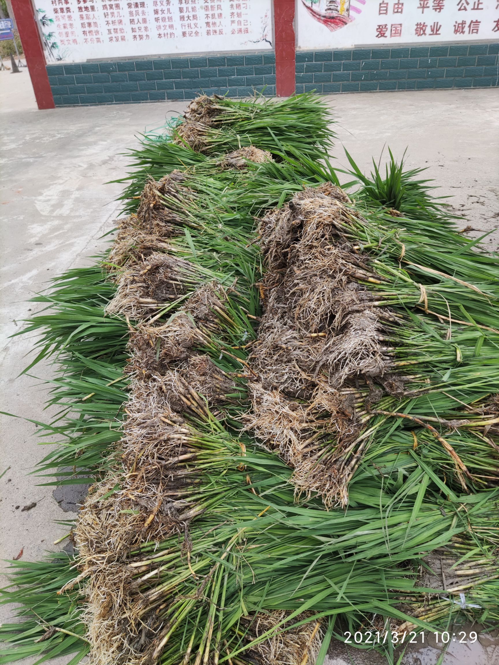 茭白种苗  早熟 双季 高产 浙茭2号6号7号 无黑心 种苗