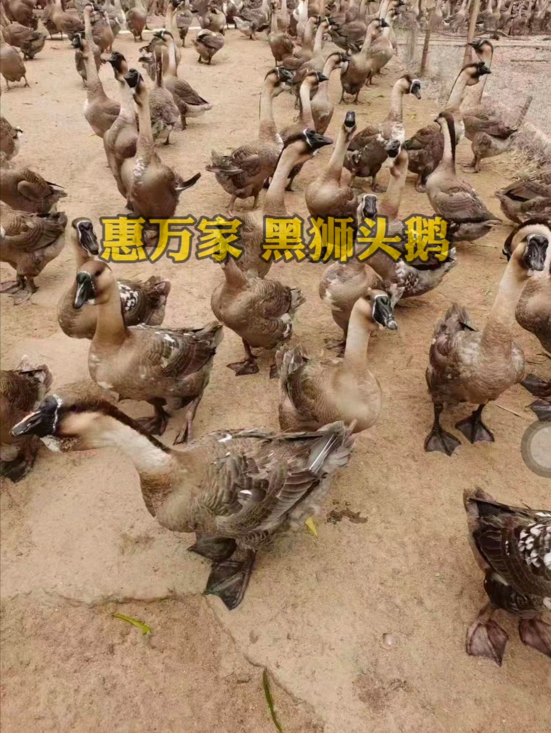 合浦黑狮头鹅苗 大种鹅苗 黑脚狮头鹅苗 包打疫苗，包运输存活
