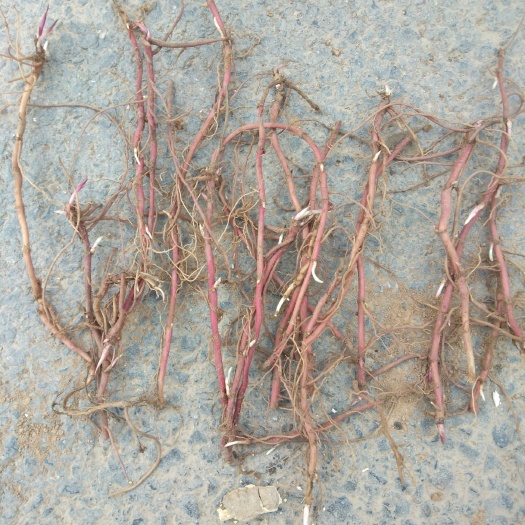 芽紫菀苗易管理