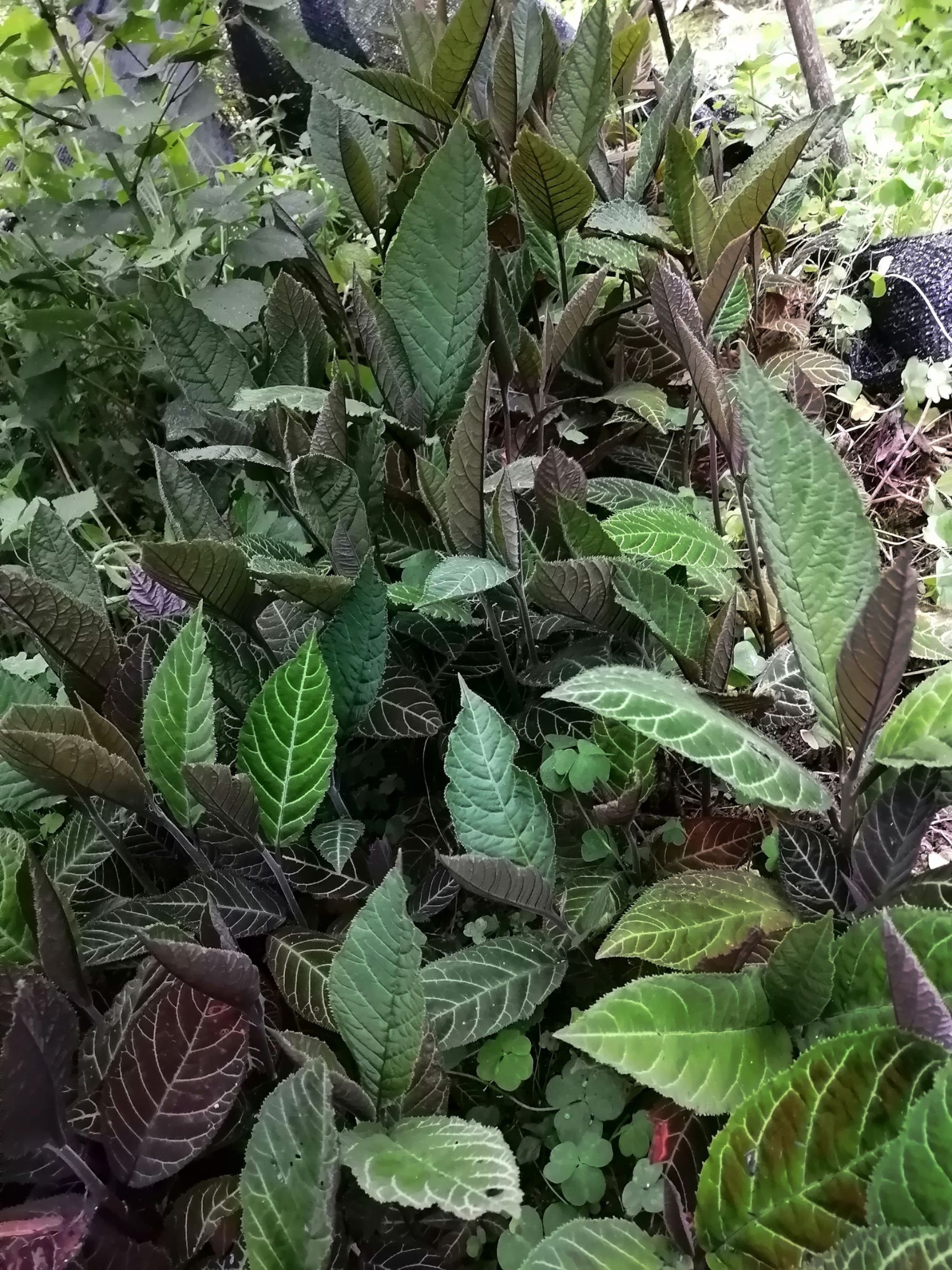 走马胎苗