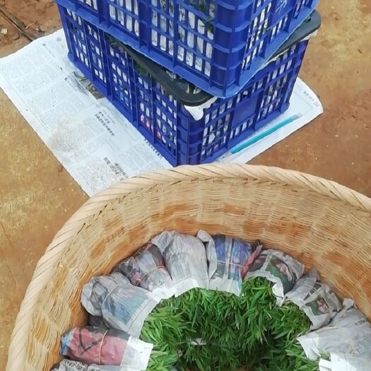 阳朔县毛桃芽苗，毛桃苗