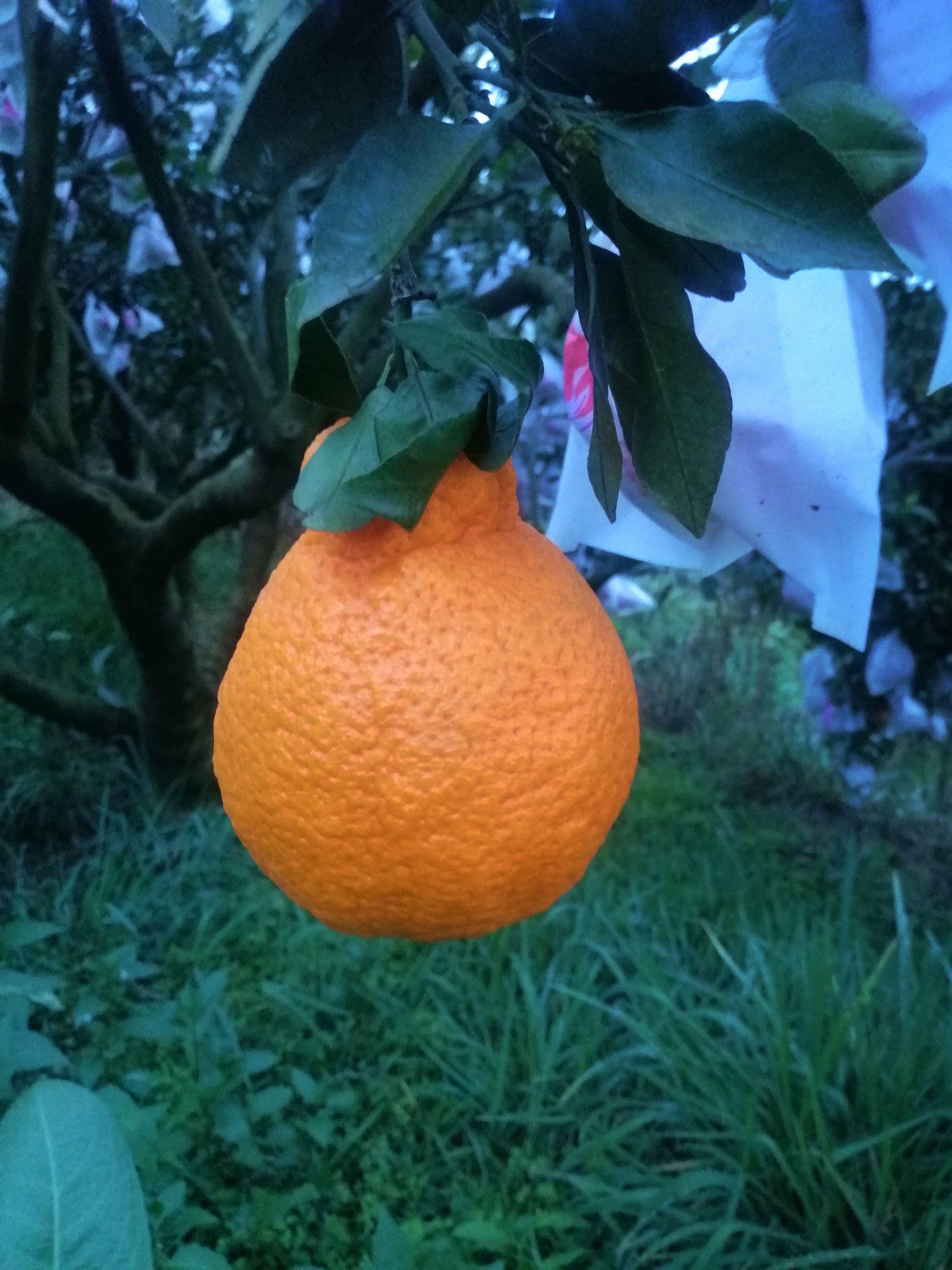 眉山不知火，丑柑，脆甜，水份好，颜色好，个头大，欢迎各位老板