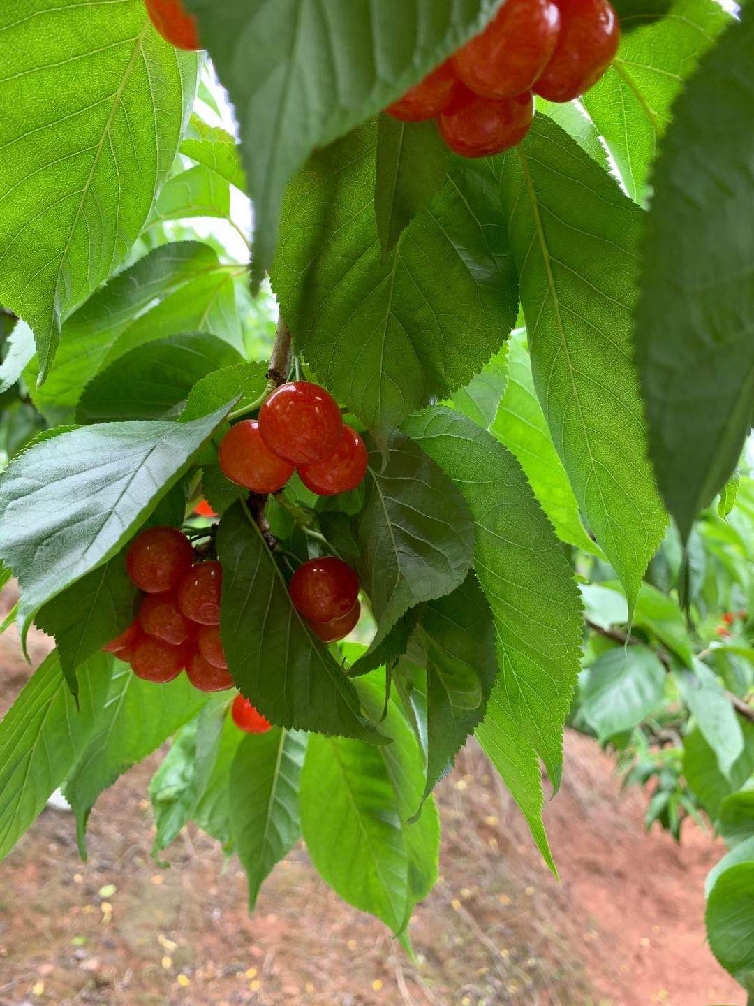 黑珍珠樱桃  四川米易黄草土樱桃中华小樱桃恩特儿