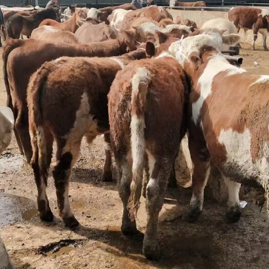 威宁县肉牛 400-600斤 统货 