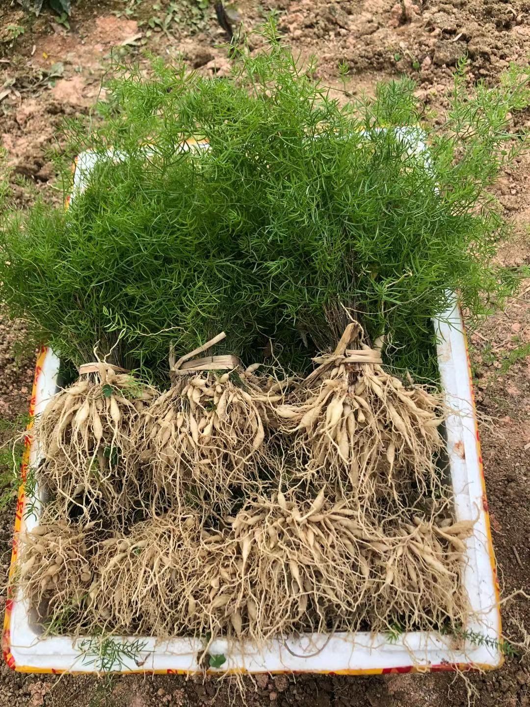 天门冬苗  大天冬苗，基地直供，包技术，包收购！