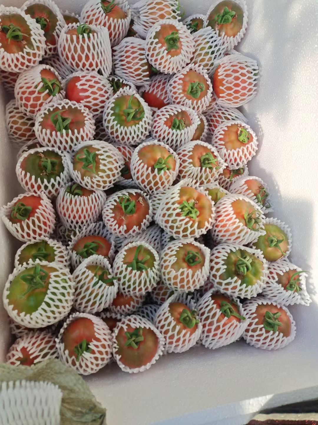 铁柿子 草莓柿子，皮薄汁多，酸甜爽口，不催熟，自然熟，不用膨大素！