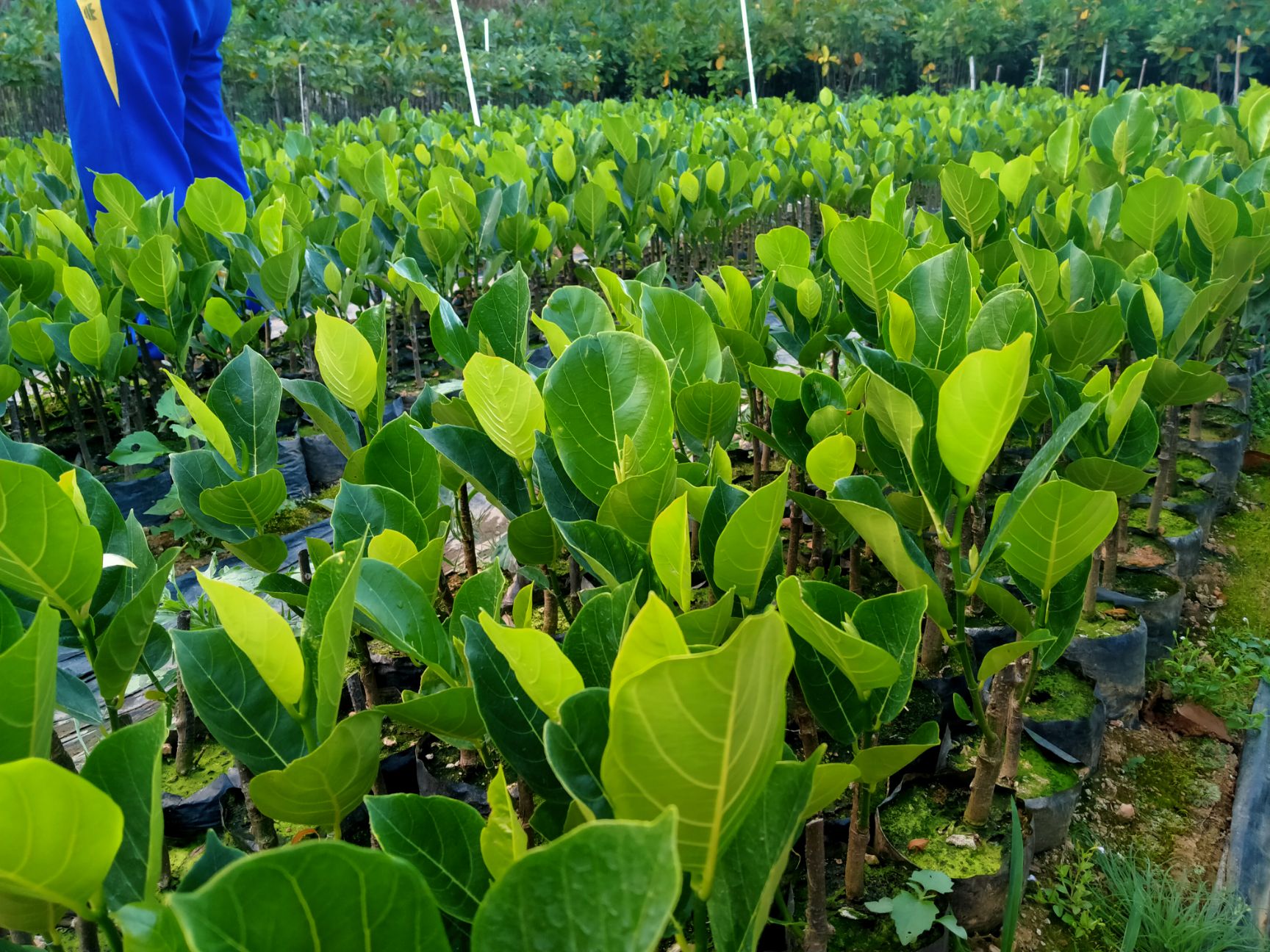 马来西亚一号菠萝蜜苗  产量大佬马来西亚一号苗