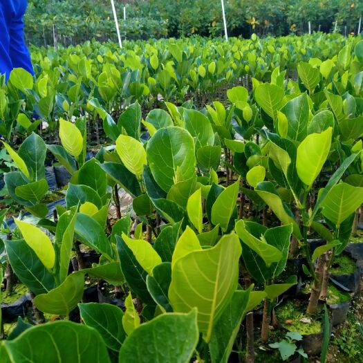 白沙县马来西亚一号菠萝蜜苗  马来西亚一号苗