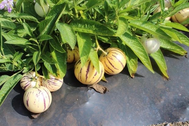 人参果苗 一年三季都可结果 产量高 水份足 甜度高