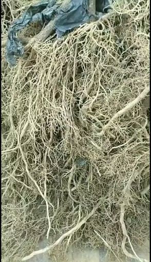 泰安翠香猕猴桃苗 猕猴桃苗，海苓苗木园艺场提供各种品种规格的猕猴桃苗，欢迎大家
